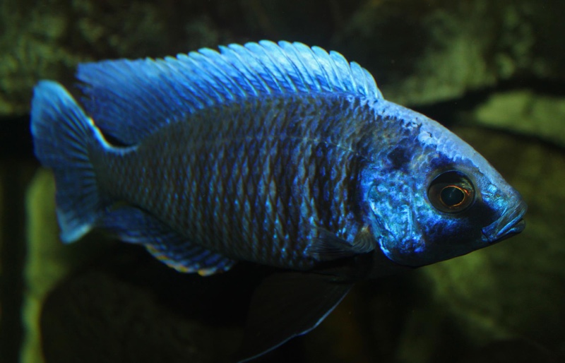 Copadichromis cyaneus 'Zimbawe Rock'